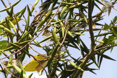 Cryptolepis buchananii